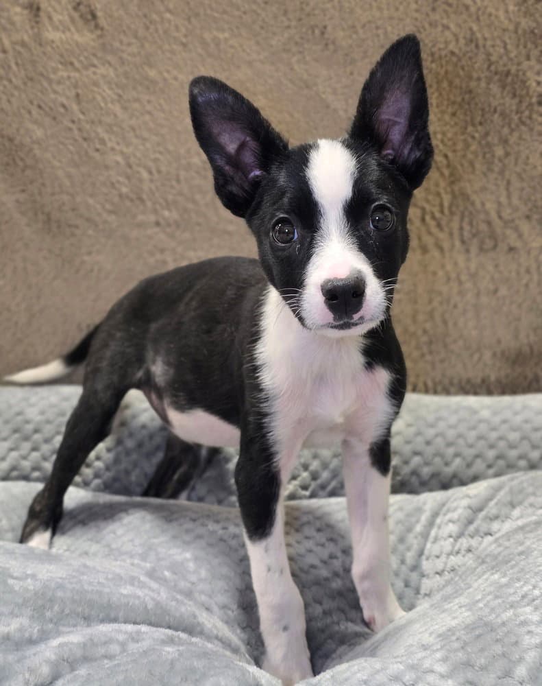 Weevil - Australian Shepherd