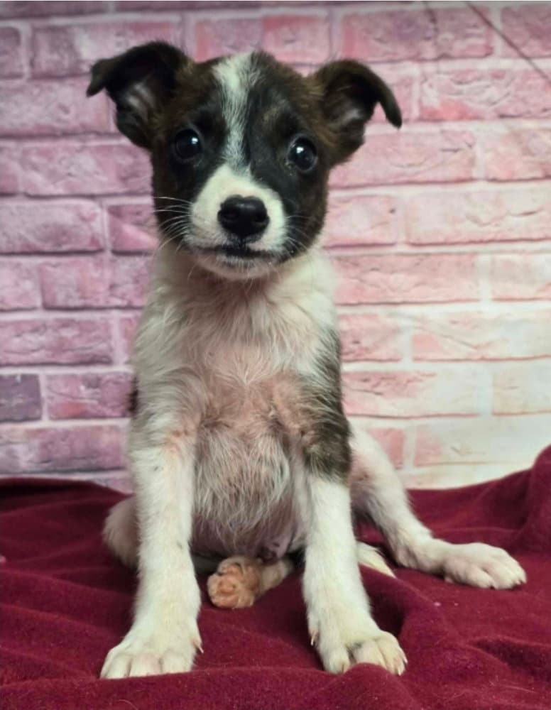 Locust - Australian Shepherd