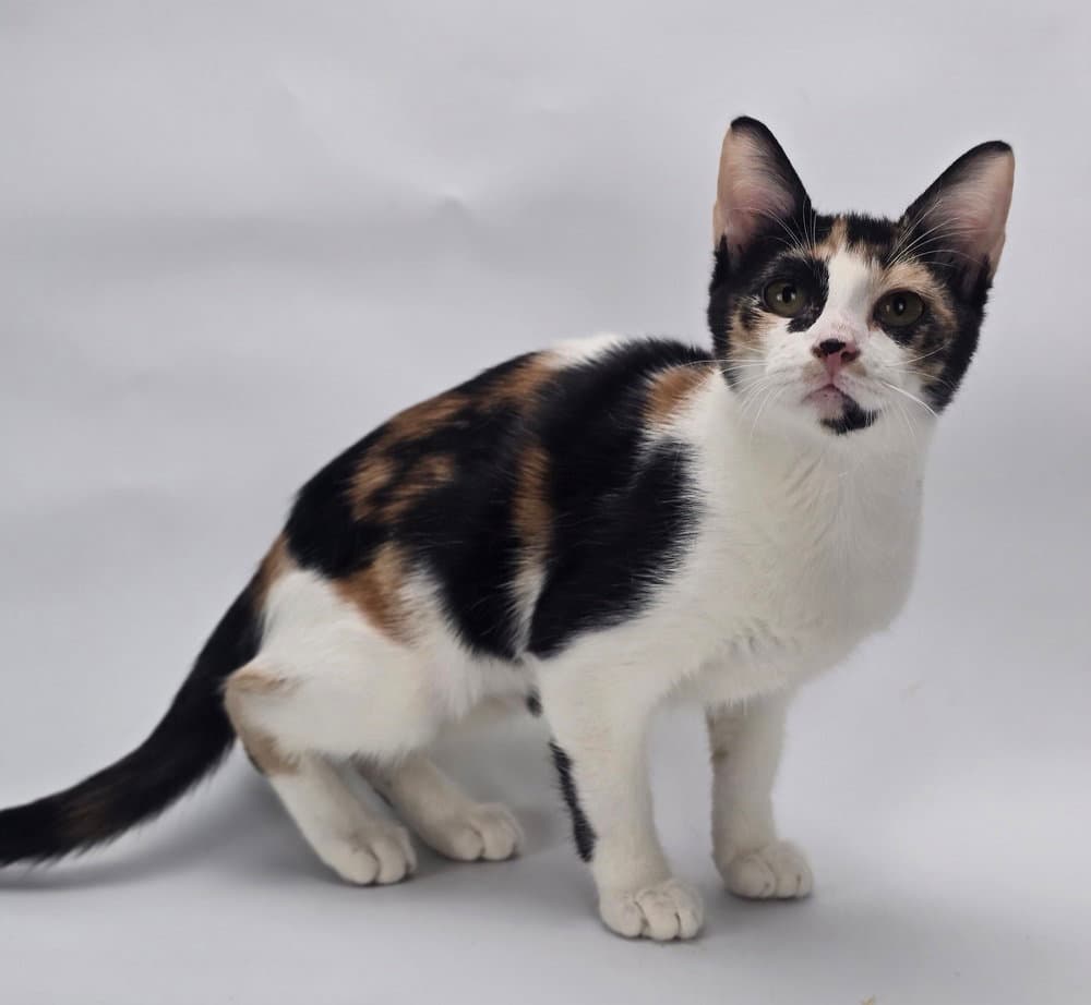 Linda - Domestic Short Hair