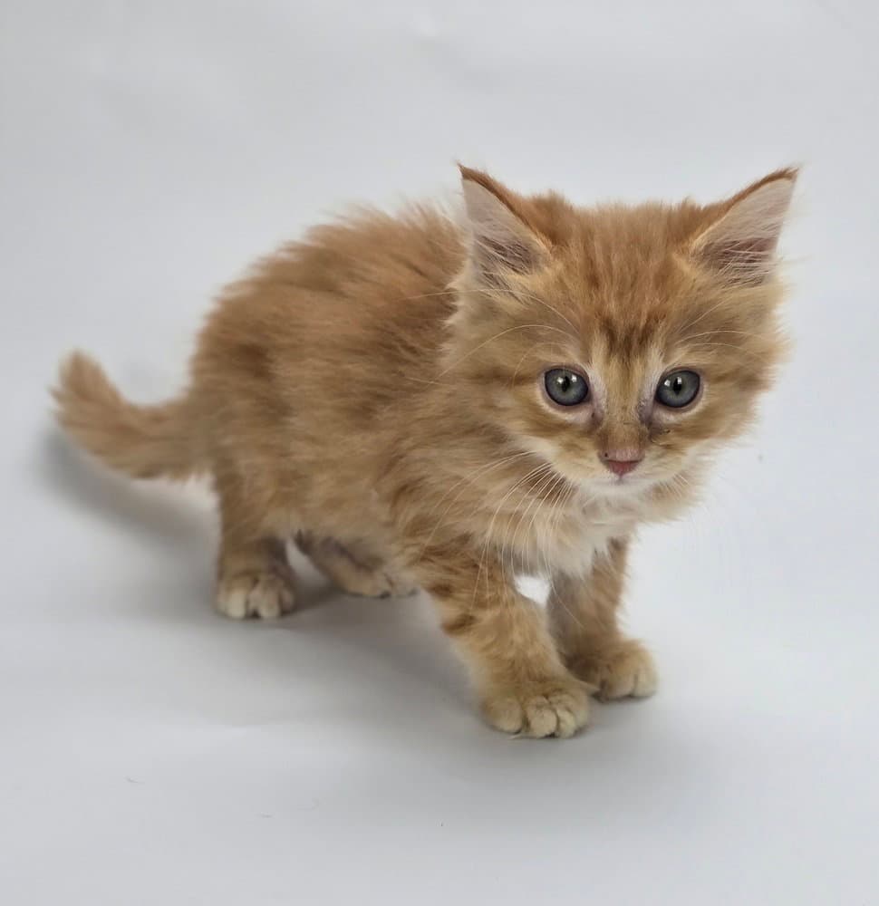 Firefly - Domestic Medium Hair