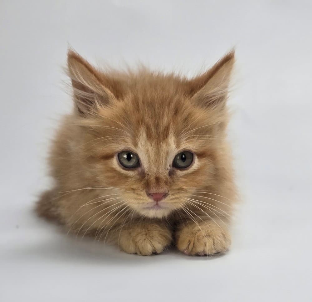 Firecracker - Domestic Medium Hair