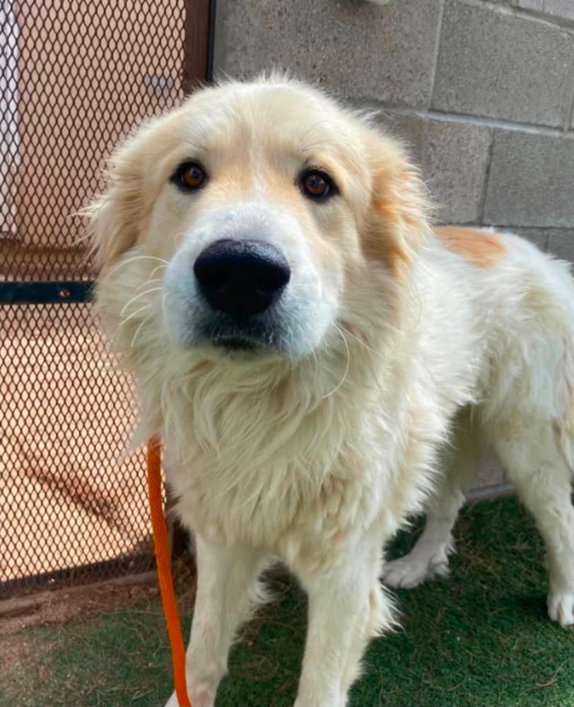 Domino - Great Pyrenees