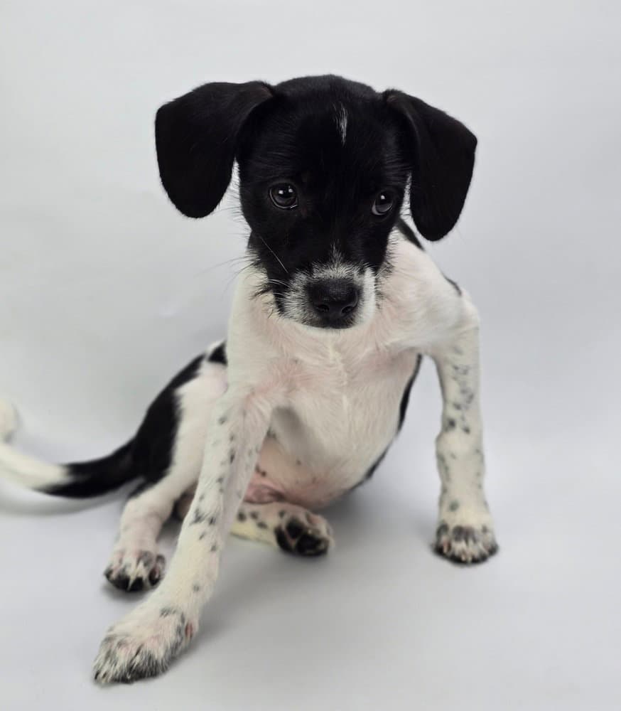 Crush - Jack Russell Terrier