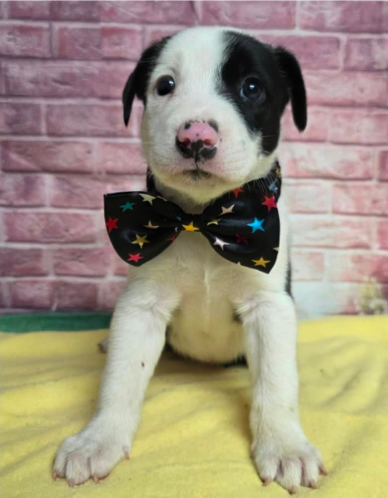 Sparkler - Border Collie