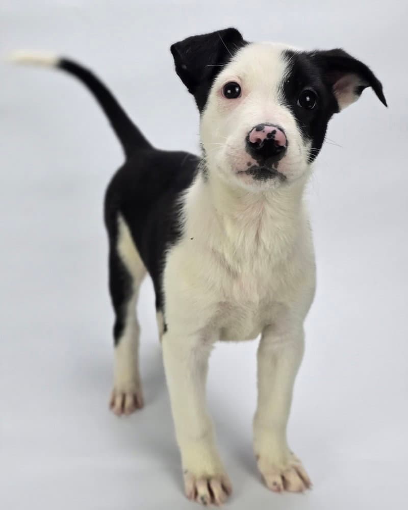 Sparkler - Border Collie