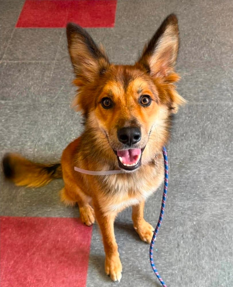 Spike Spiegel - German Shepherd Dog