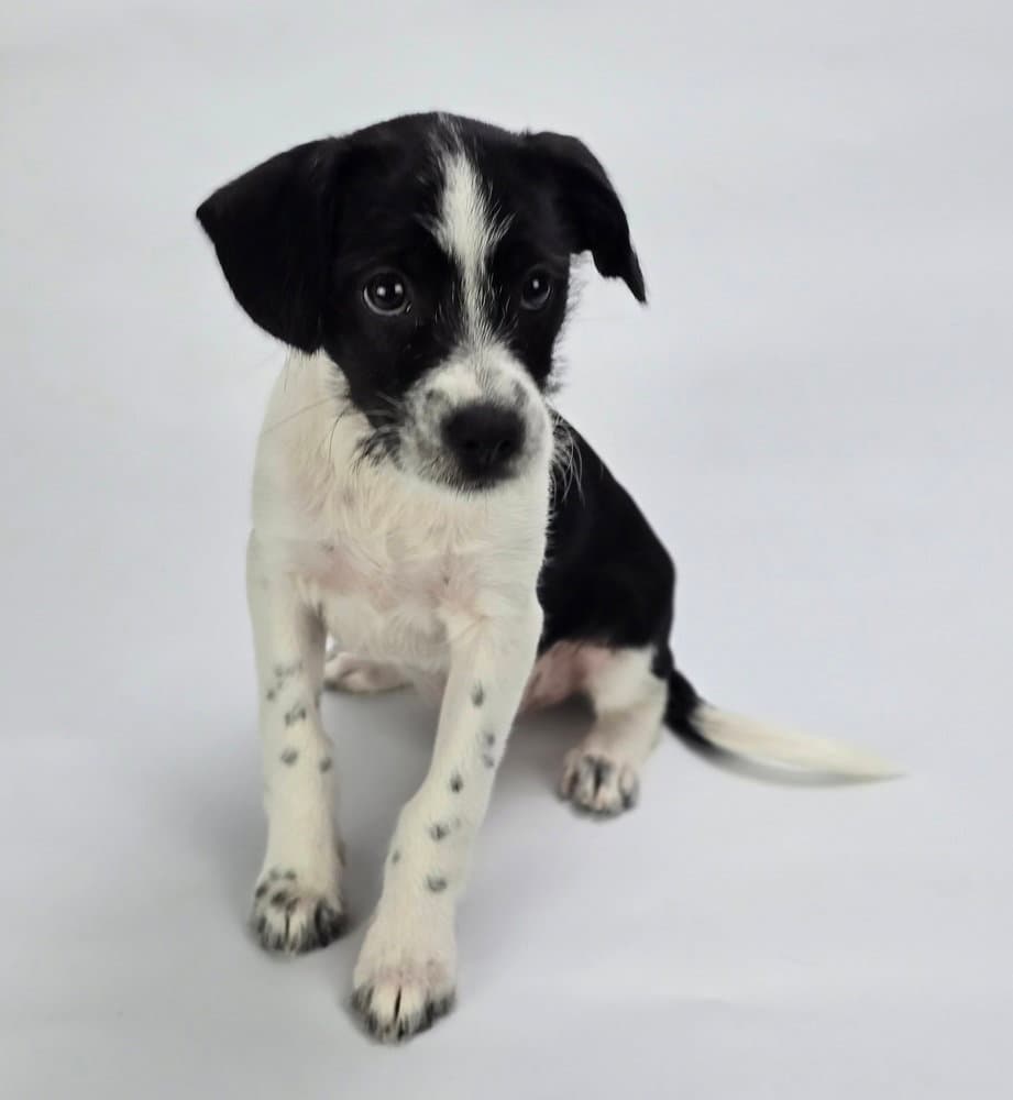Nemo - Jack Russell Terrier