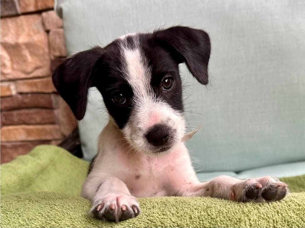 Gill - Jack Russell Terrier