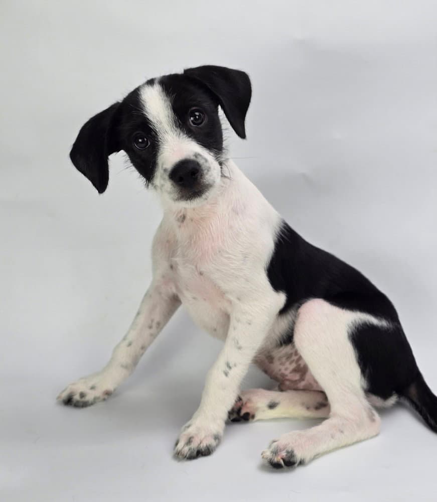 Gill - Jack Russell Terrier