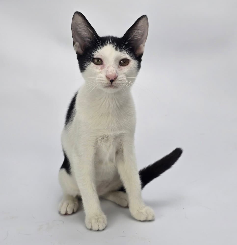 Borneo - Domestic Short Hair