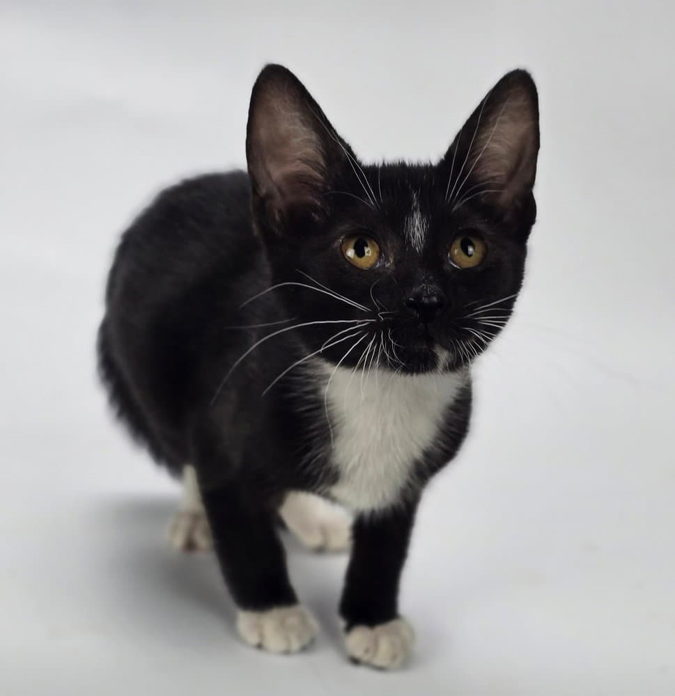 Caco - Domestic Short Hair