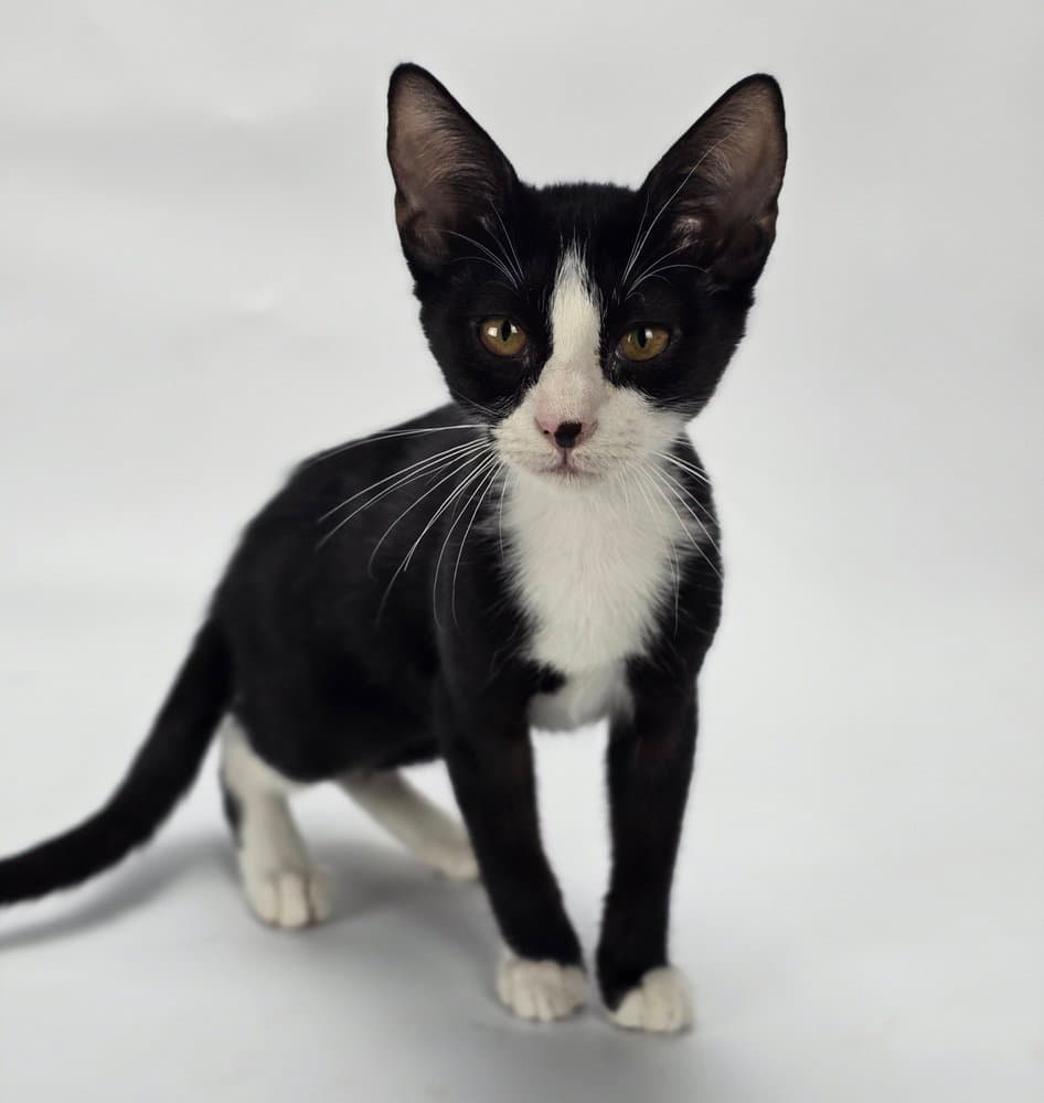 Borio - Domestic Short Hair