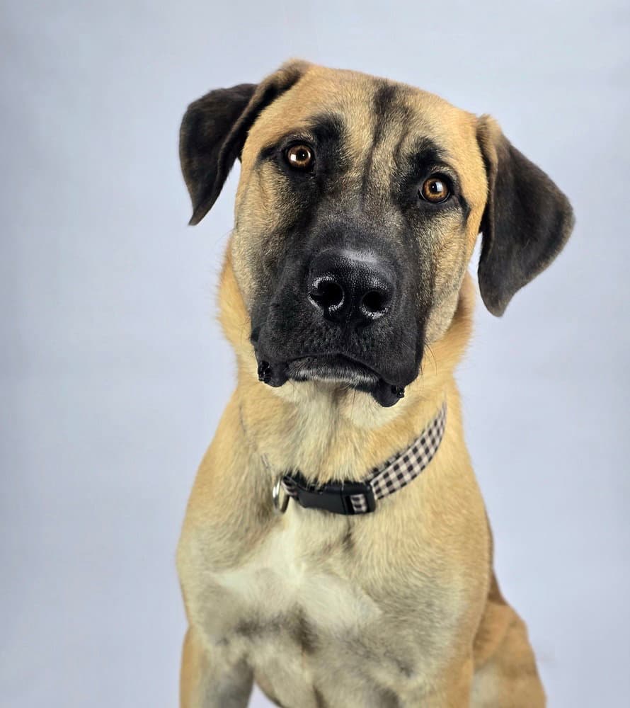 Yeti - Anatolian Shepherd