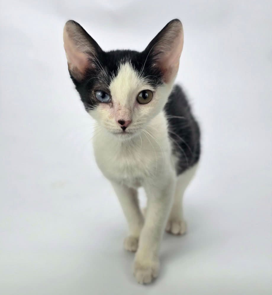 Okidoki - Domestic Short Hair