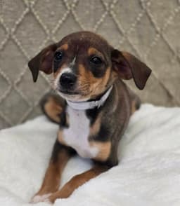 Maggie image 1