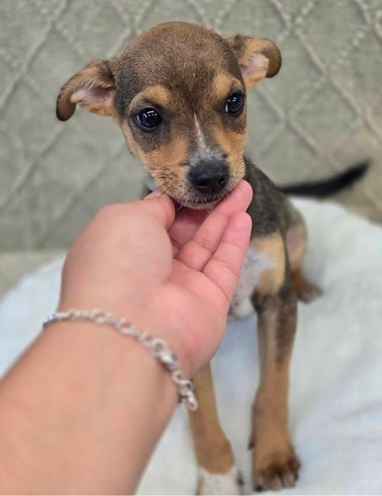 Bart - Chihuahua