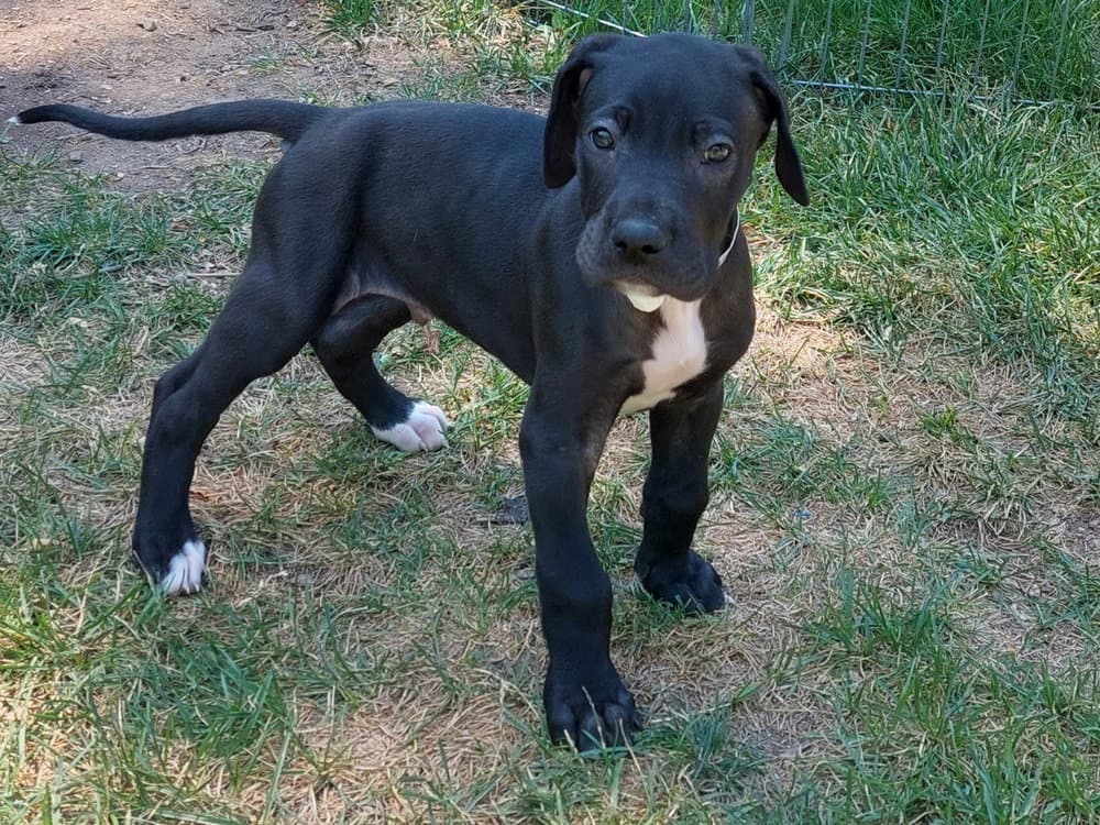 Moose - Mastiff