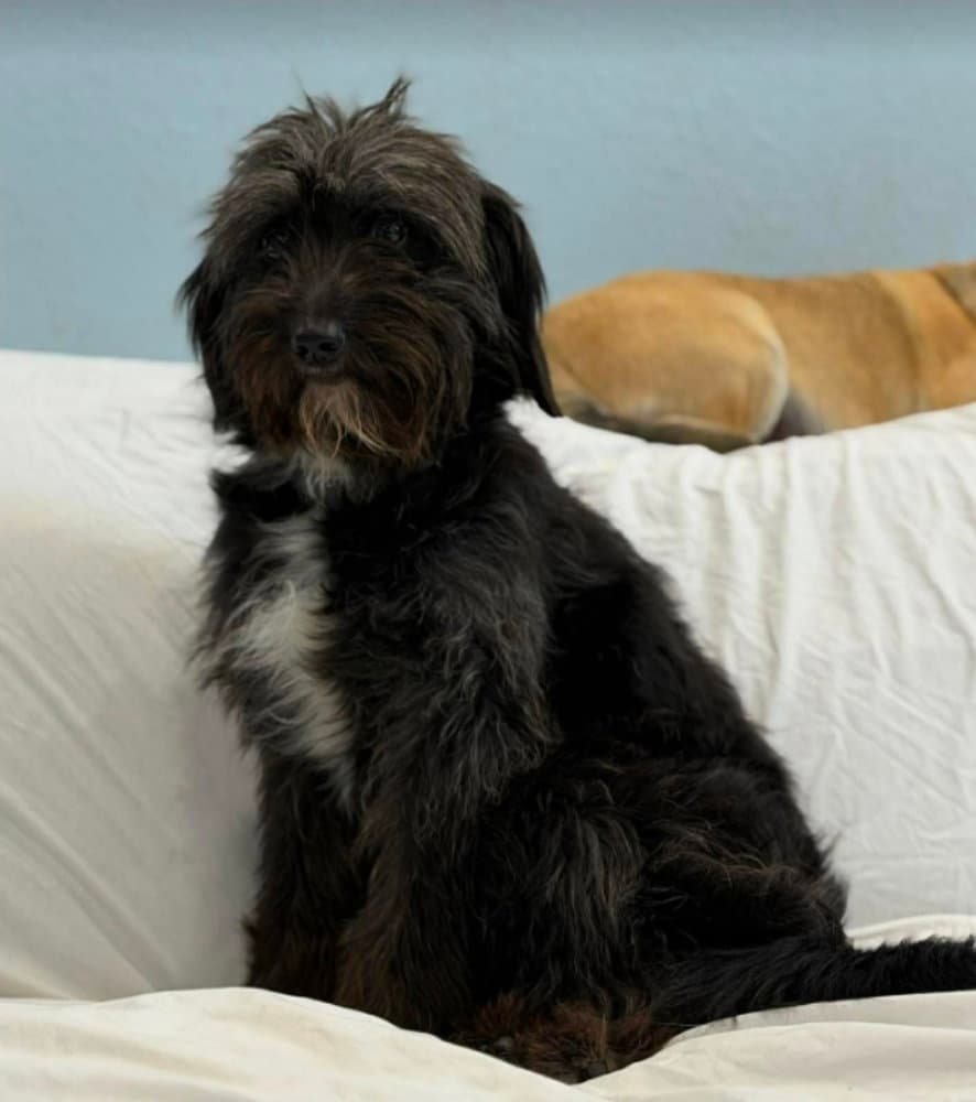 Margie - Schnauzer