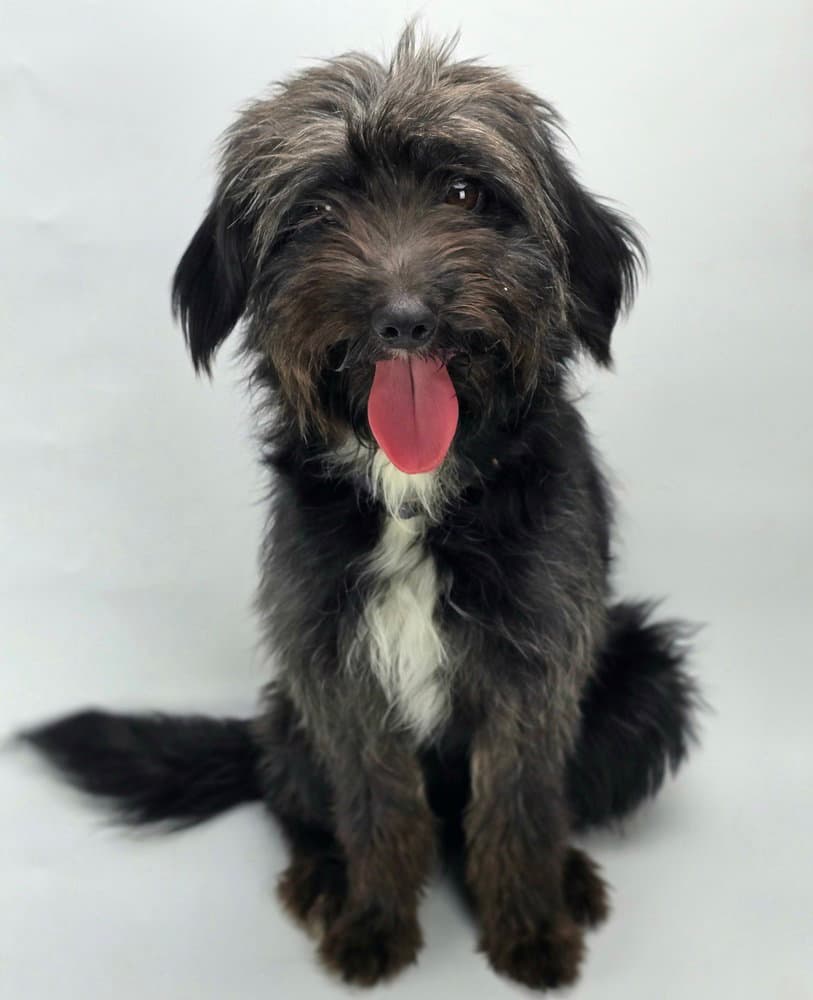 Margie - Schnauzer