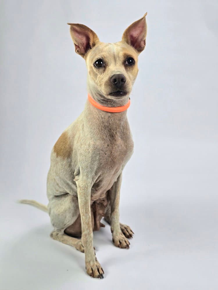 Marge - Chihuahua