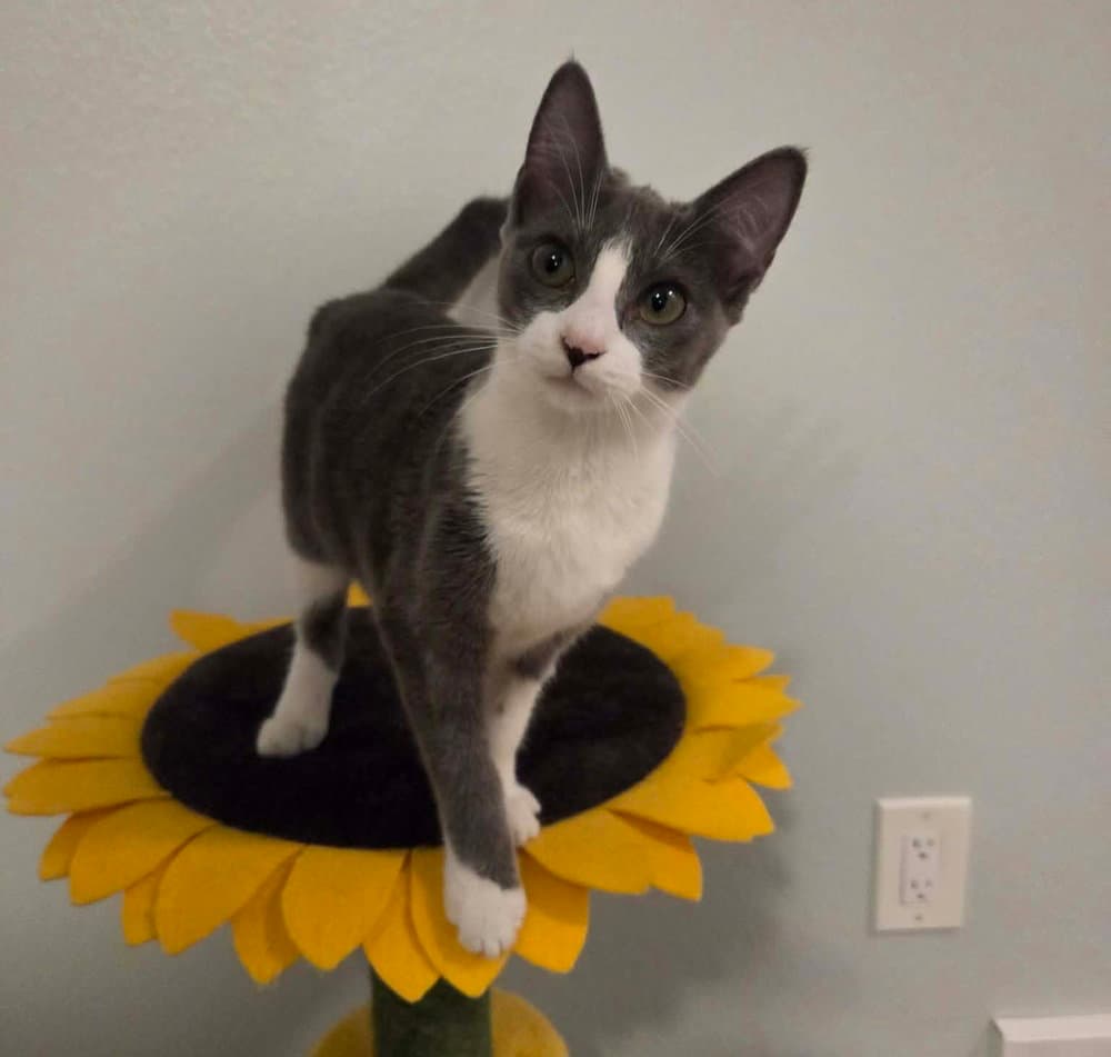 Pish Posh - Domestic Short Hair