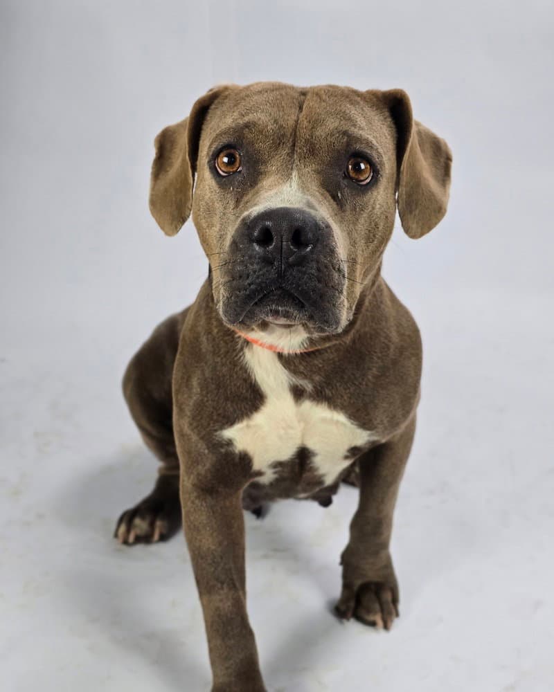 Delilah Hw - Pit Bull Terrier