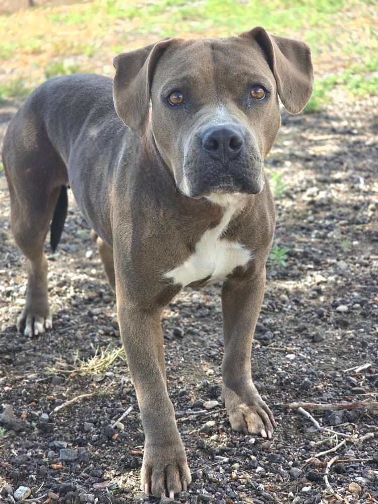 Delilah Hw - Pit Bull Terrier