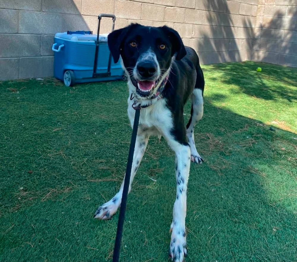 Rowdy - Border Collie