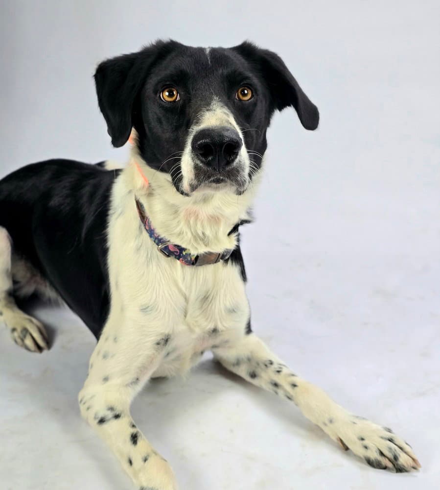 Rowdy - Border Collie