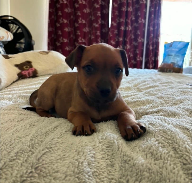 Montana - Rottweiler