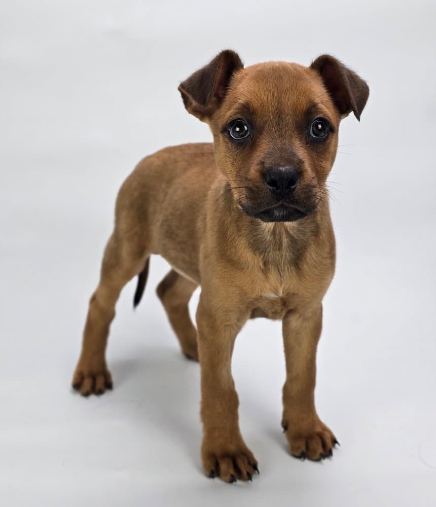 Montana - Rottweiler