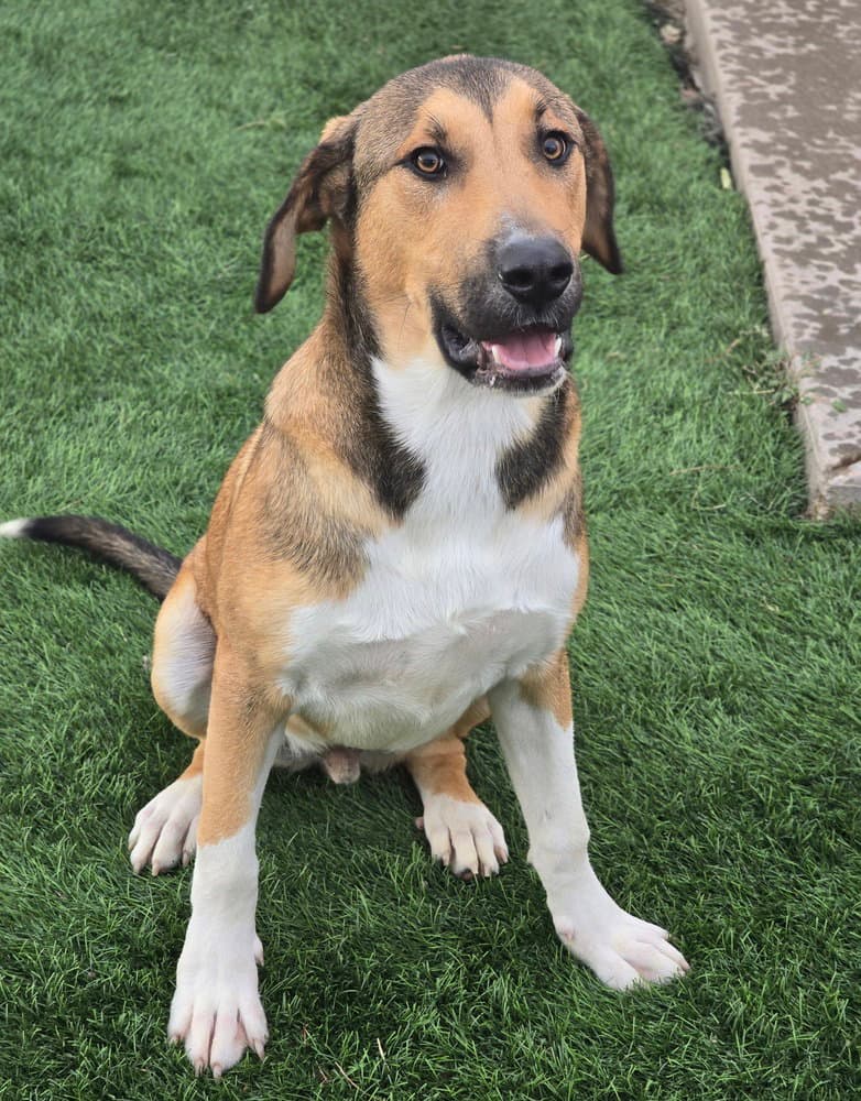 Volcom - Anatolian Shepherd