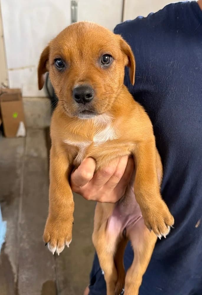 Indiana - Rottweiler