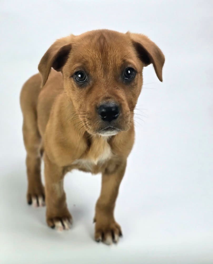 Indiana - Rottweiler