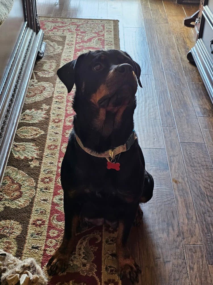 Carolina Hw - Rottweiler