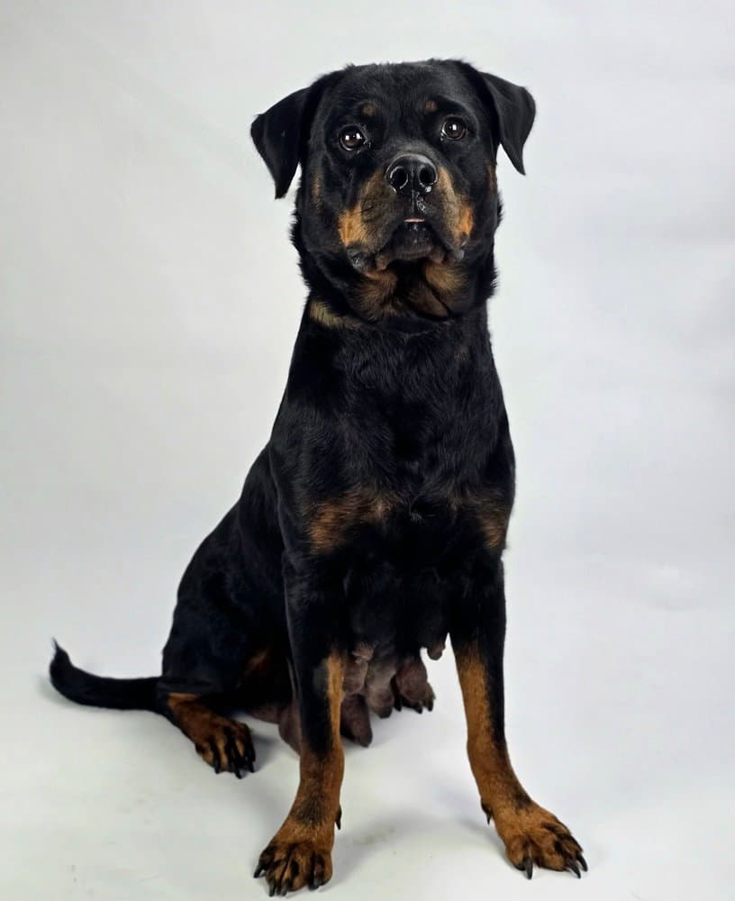 Carolina Hw - Rottweiler