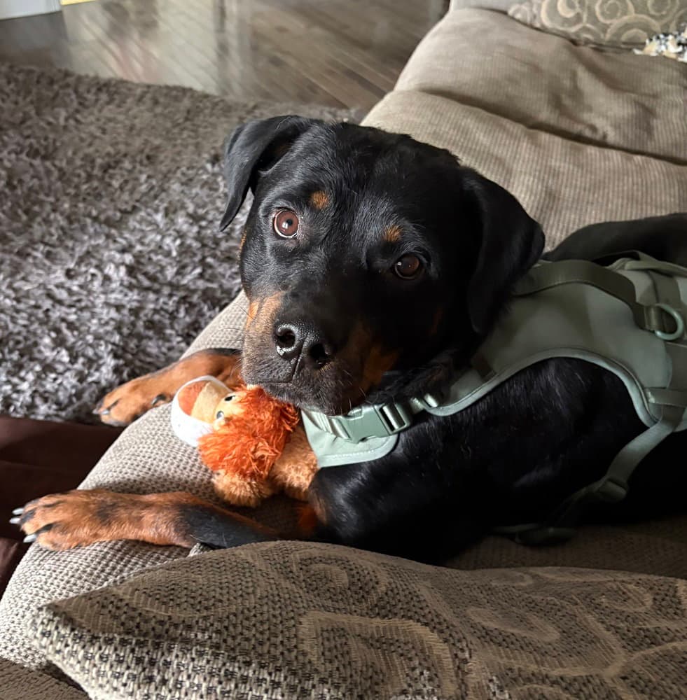 Carolina Hw - Rottweiler