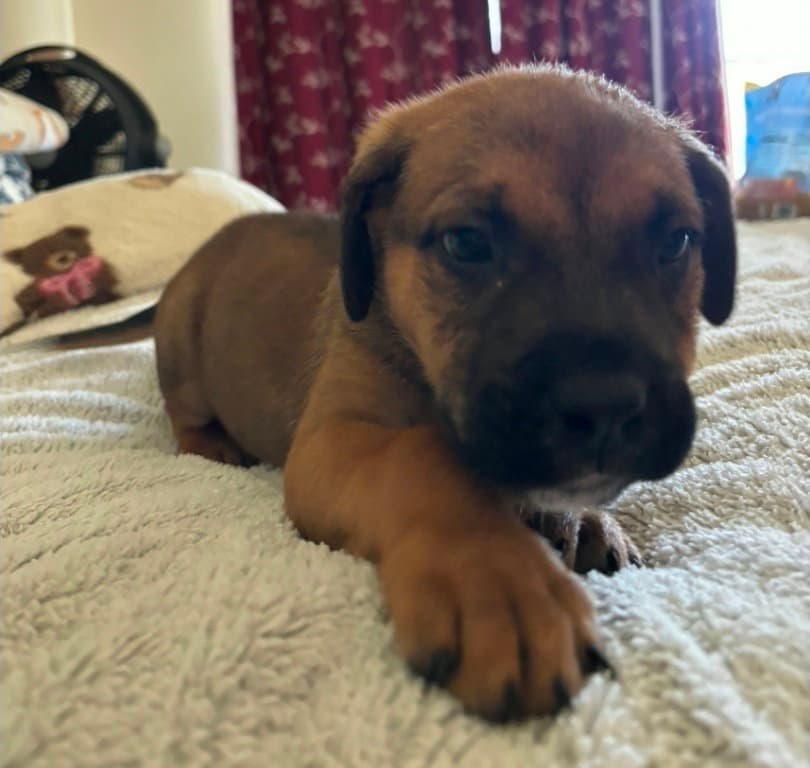 Florida - Rottweiler