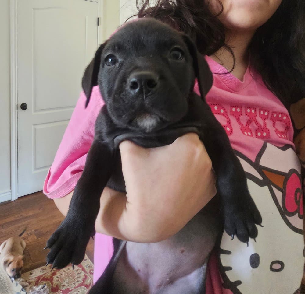 Georgia - Rottweiler