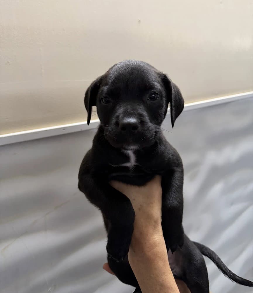 Georgia - Rottweiler