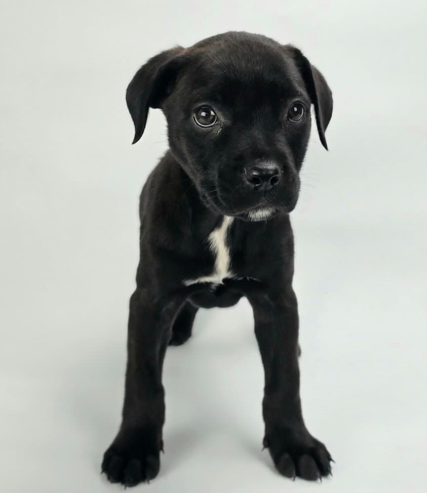 Georgia - Rottweiler