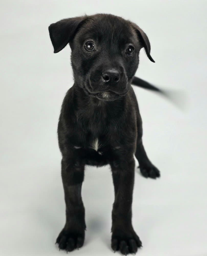 Virginia - Rottweiler