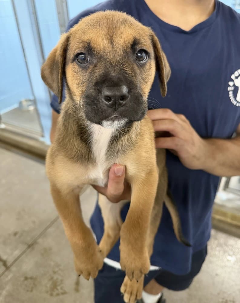Iowa - Rottweiler