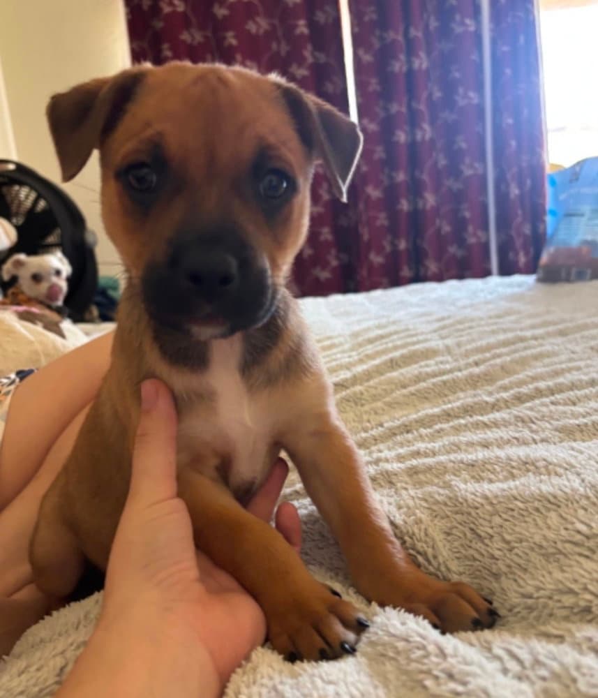 Louisiana - Rottweiler