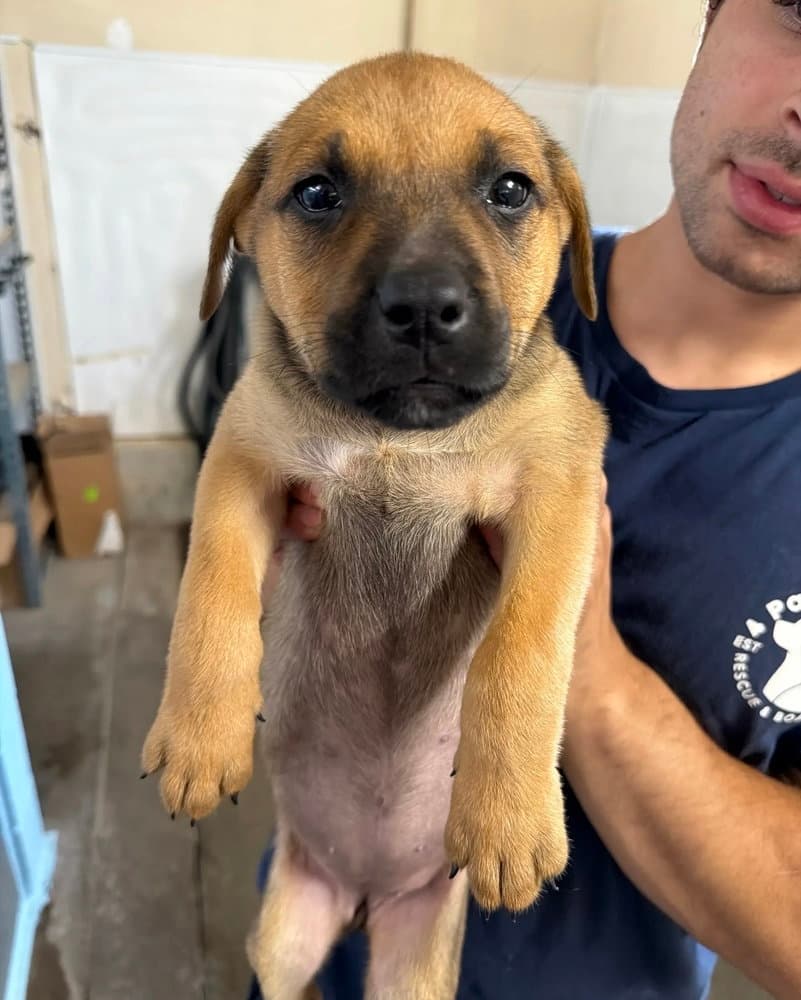 Louisiana - Rottweiler