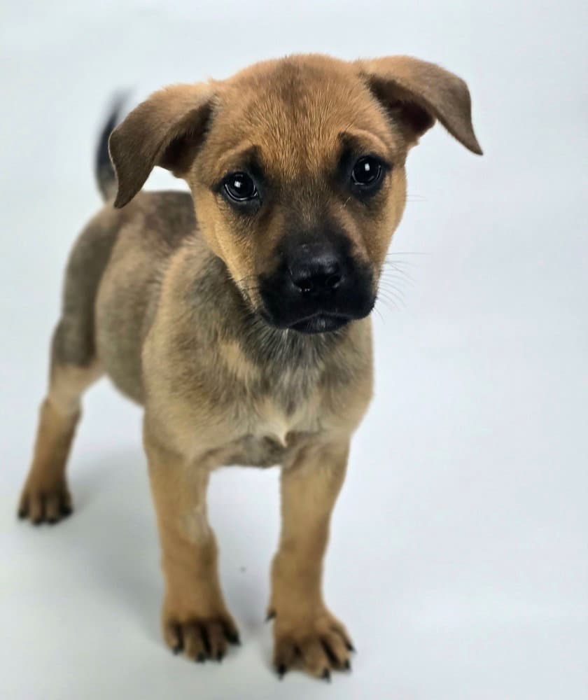 Louisiana - Rottweiler