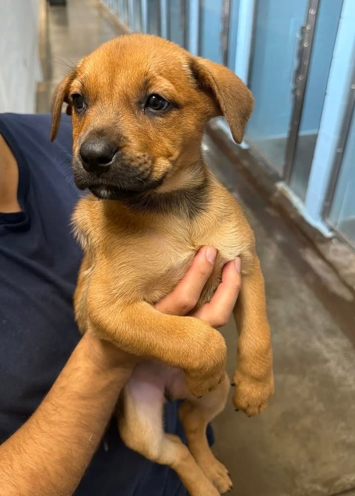 Minnesota - Rottweiler