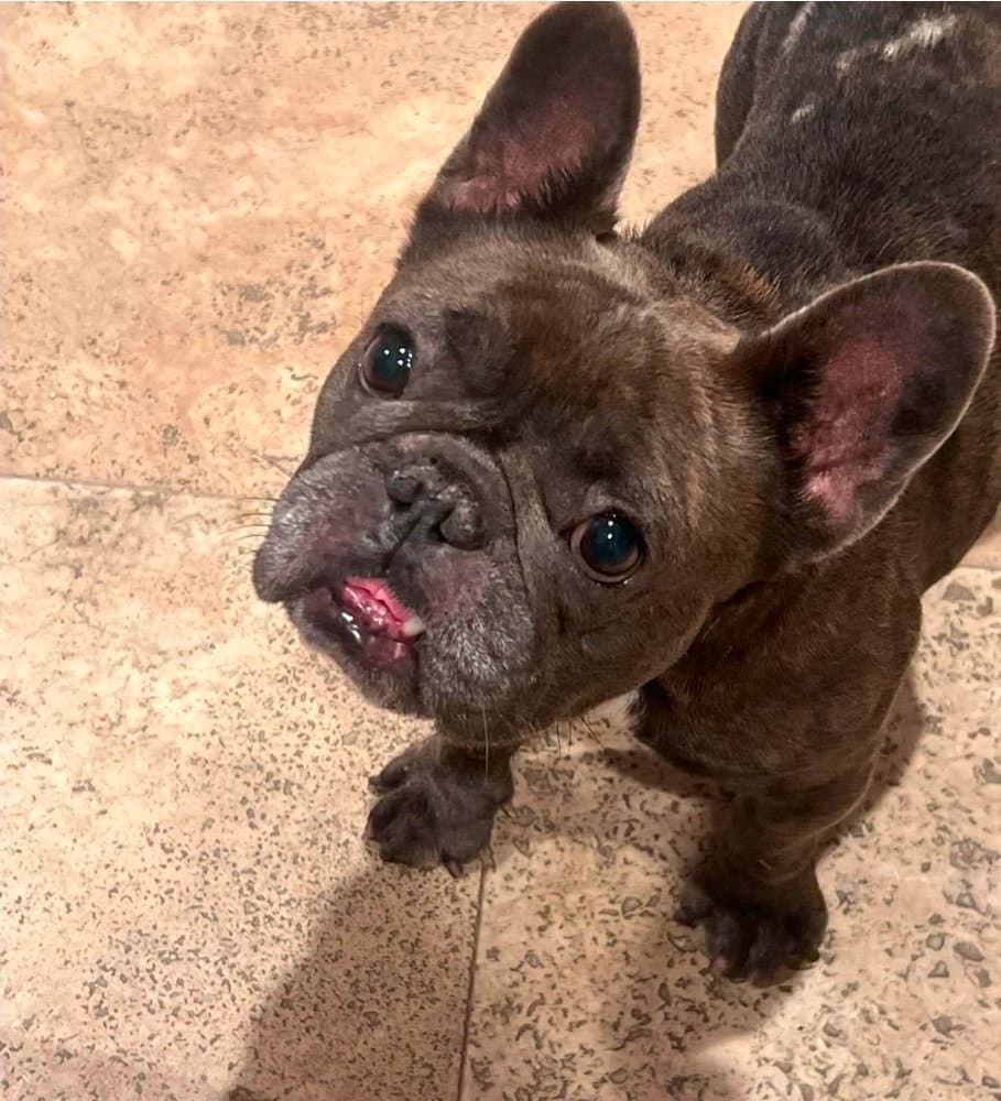 Pookie - French Bulldog