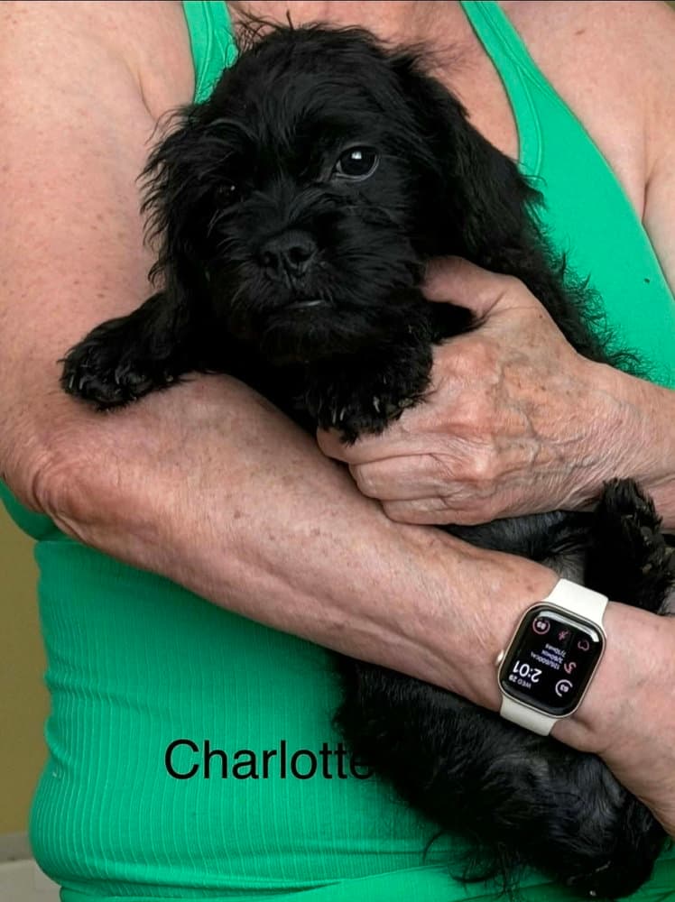 Charlotte - Pug