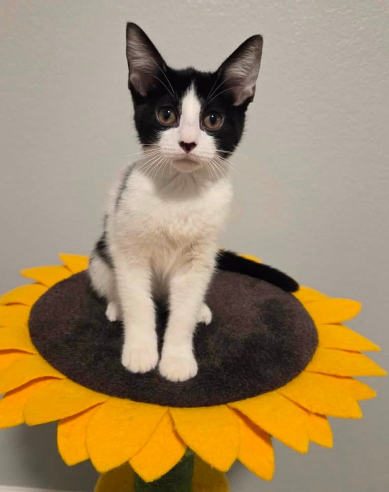 Dayana - Domestic Short Hair
